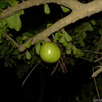 Crescentia cujete L.
